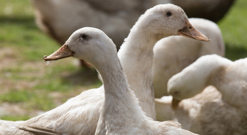 bird flu pathanamthitta duck killing