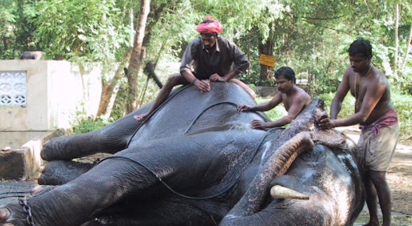no questions about elephant in mahout exam kerala