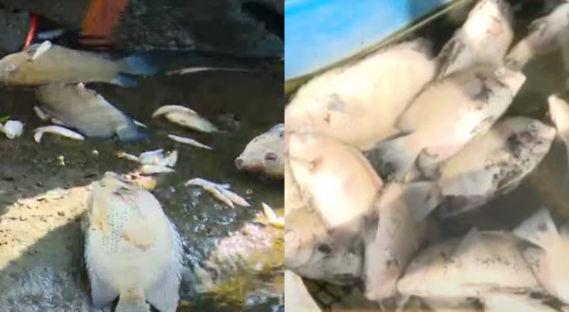 mass fish death periyar fisheries department released complete details and figures