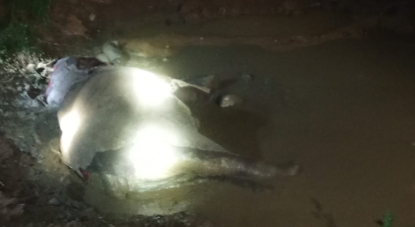 palakkad train hit elephant death