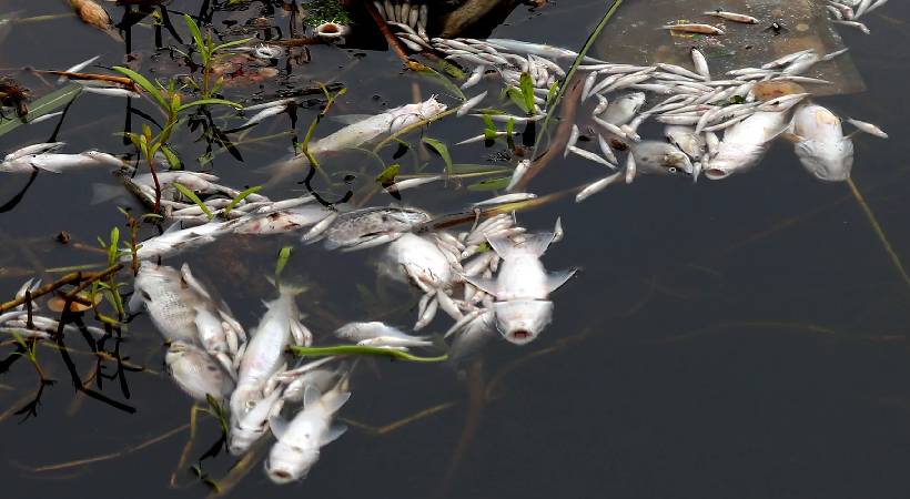 Again mass fish death in Periyar river
