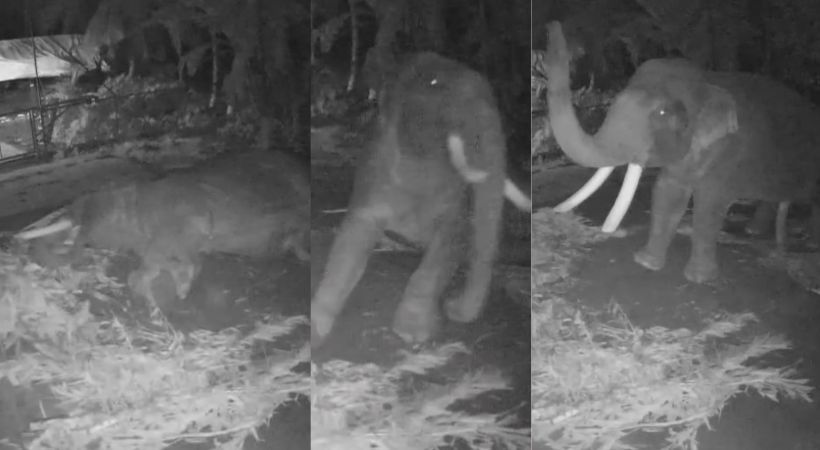 Elephant woke up from sleep by hearing earthquake noise
