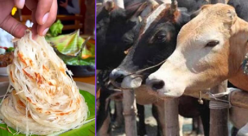 Cows died kollam after eating too much porotta