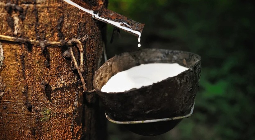 local rubber price above international price