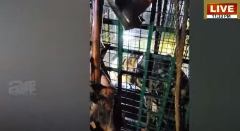 kenichira tiger trapped in cage wayanad tiger
