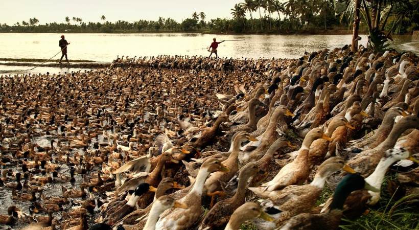 Ban on duck farming in Alappuzha till 2025 Minister J Chinchurani