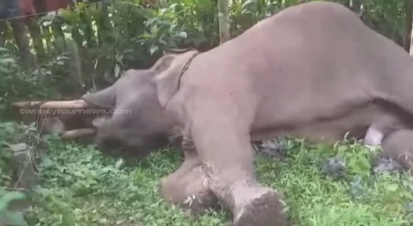 wild elephant died in Nilambur due to electric shock