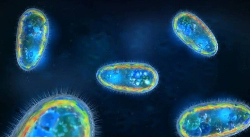 14 year old boy got infected amebic meningitis Kozhikode
