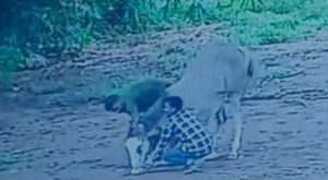 young men attacked pregnant horse in kollam
