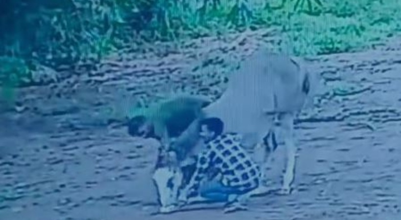 young men attacked pregnant horse in kollam