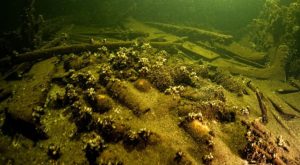 175-Year-Old Bottles Of Champagne Discovered By Polish Divers In A Shipwreck