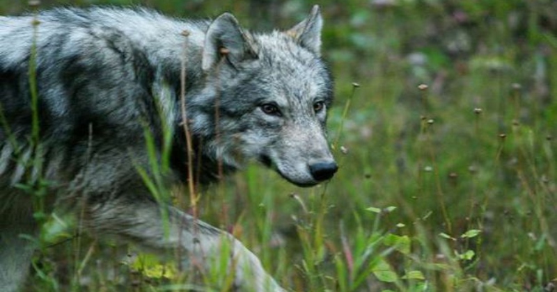 man eating wolves