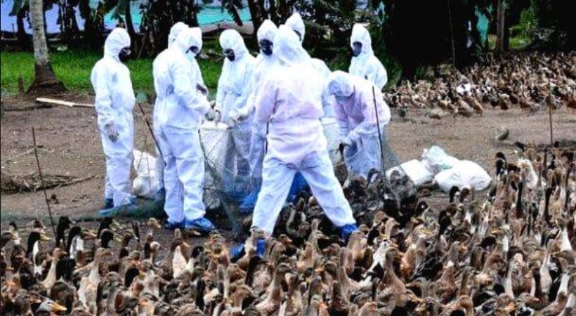 bird flu