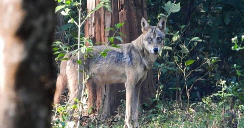 wolfs