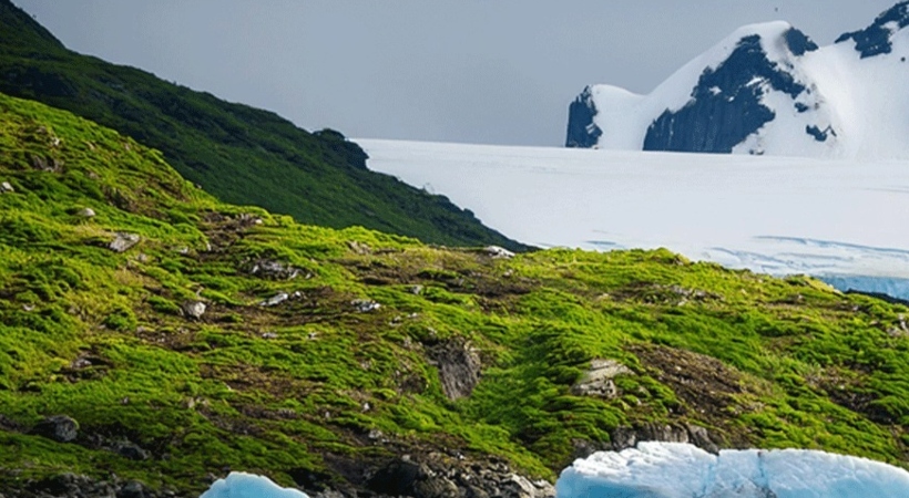 antartica