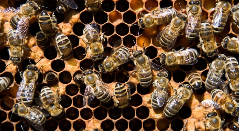 bees