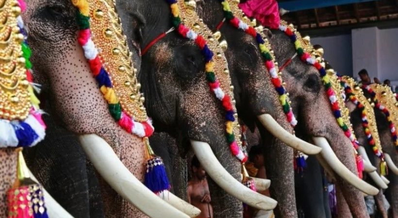 Kerala High court against using elephants in temple festivals