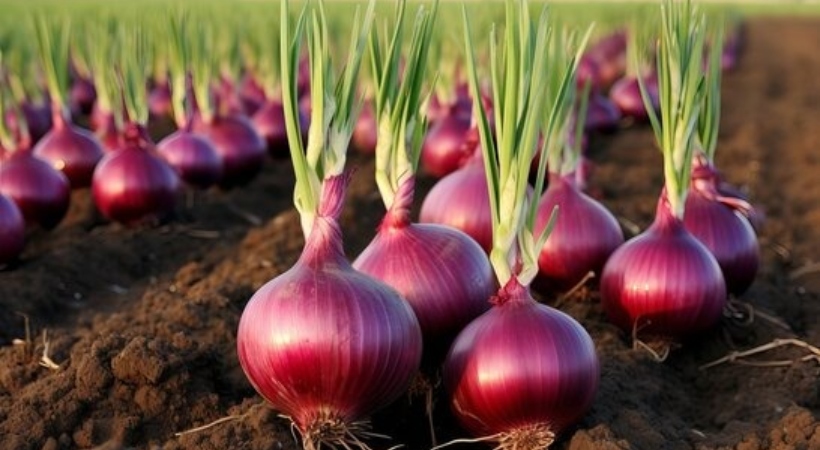 onion