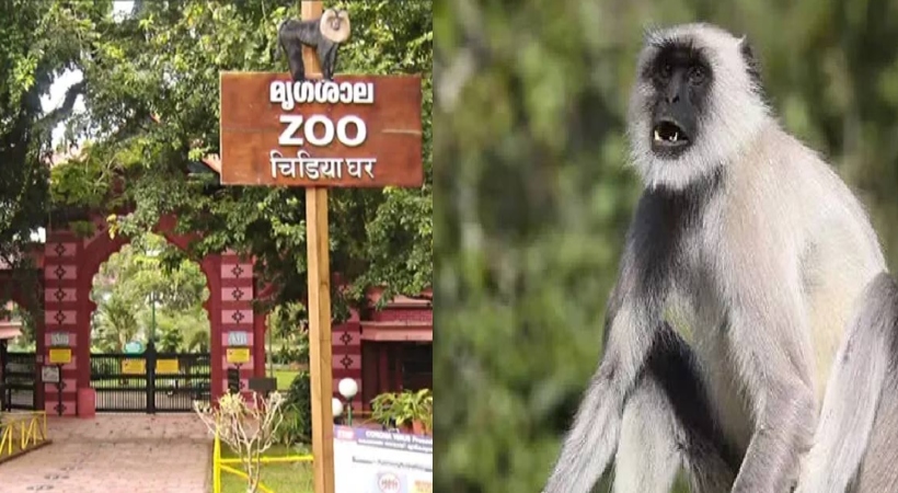 zoo