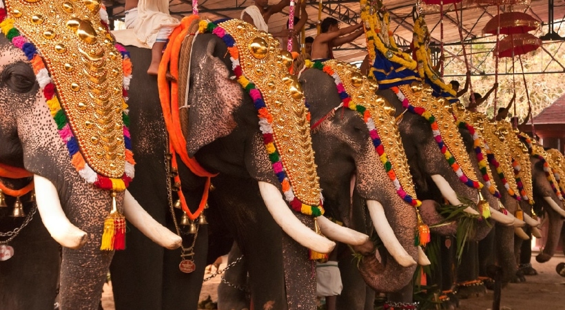 elephant