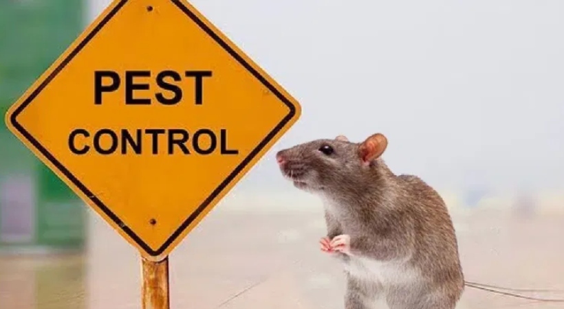 rat