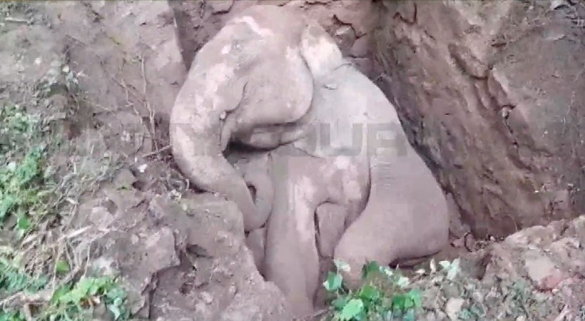 elephant fell in to pit in Thrissur, died