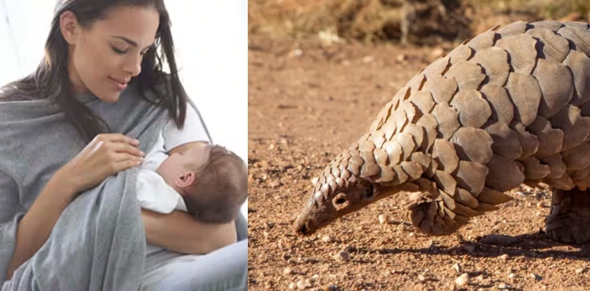 pangolin scales