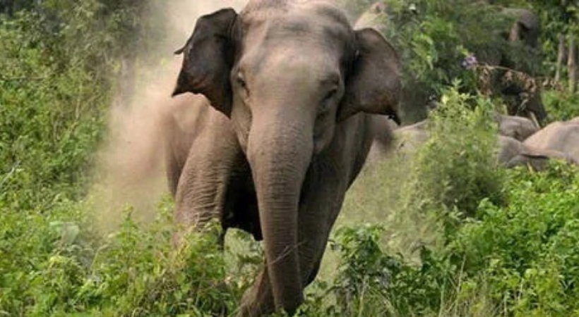 ELEPHANT