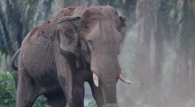 athirappilly