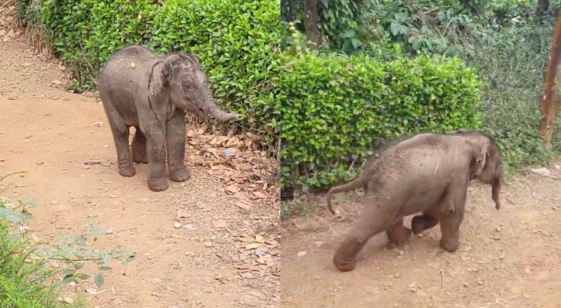 elephant