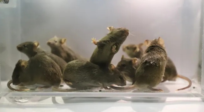 Chinese scientists created mice with 2 dads