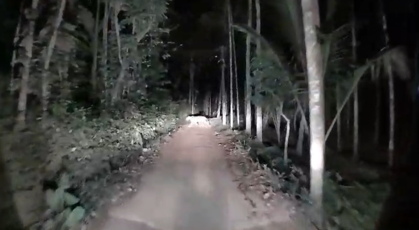 tiger