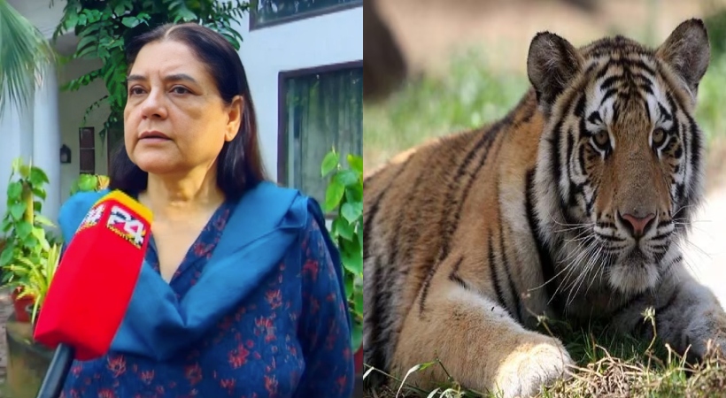 tiger