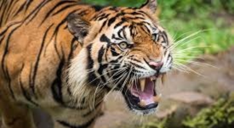 tiger