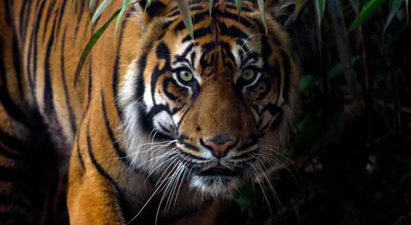 tiger
