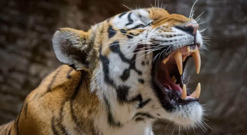 tiger
