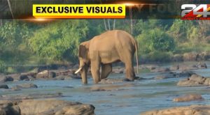 dr. arun sakaria on athirappally elephant health