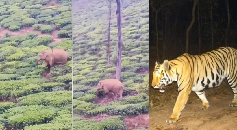 WILD ANIMAL