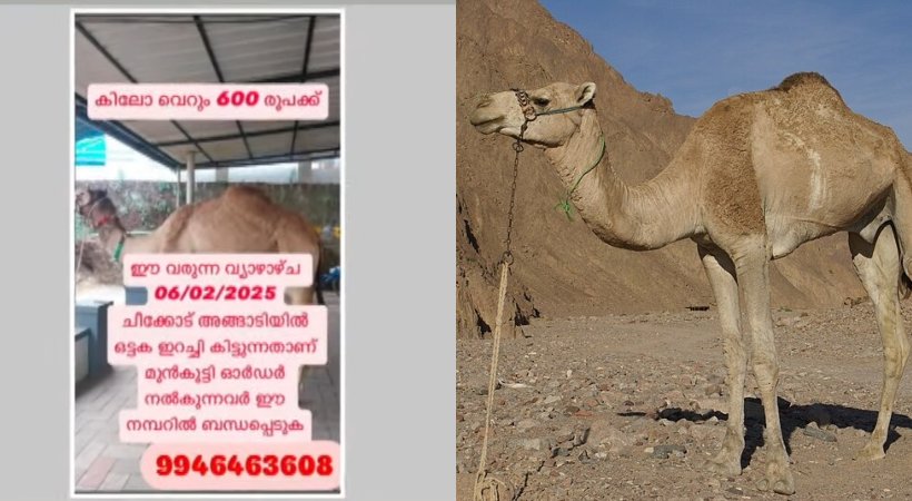 police probe into malappuram illegal camel slaughter