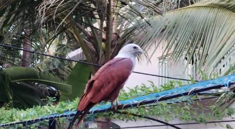 falcon