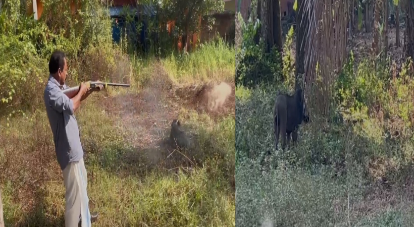 wild bear.jpg