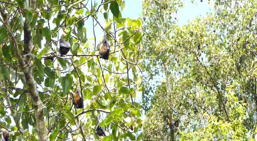 bats