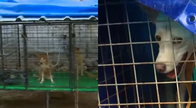adoor family protecting 140 dogs in rented house