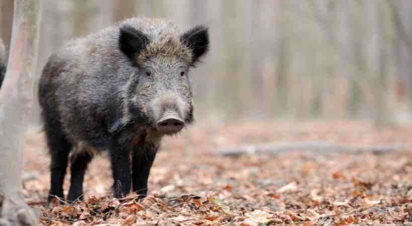 wild boar