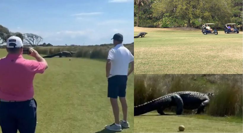 Golf Alligator