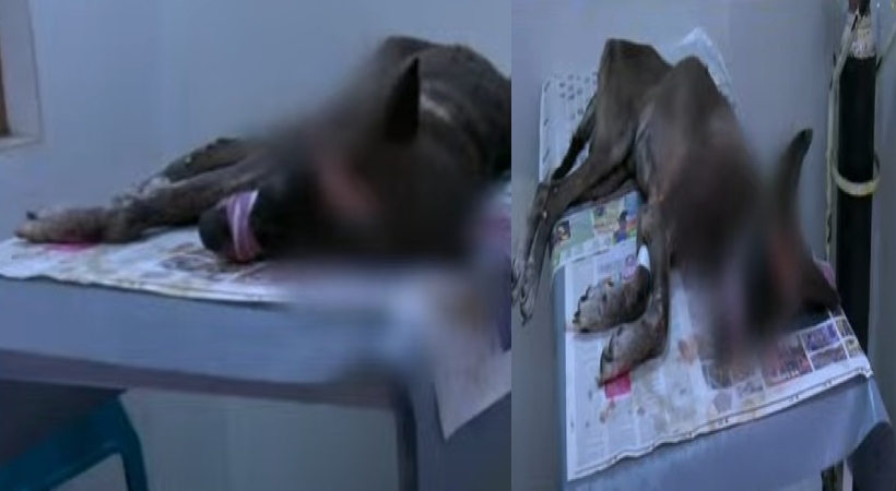 dog