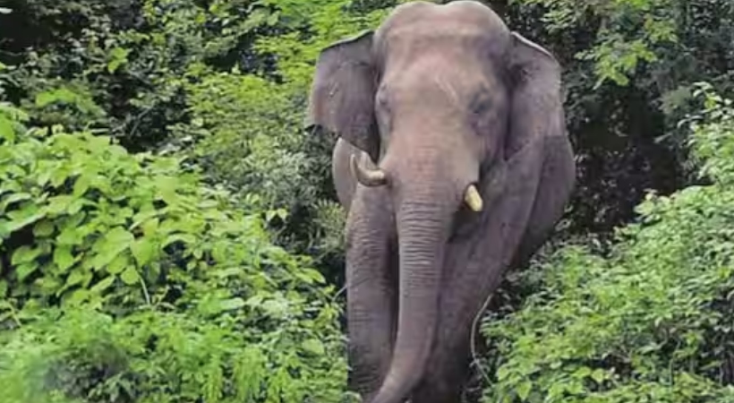 wild elephant