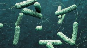 cholera case reported in Alappuzha