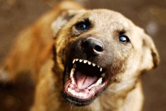 dog