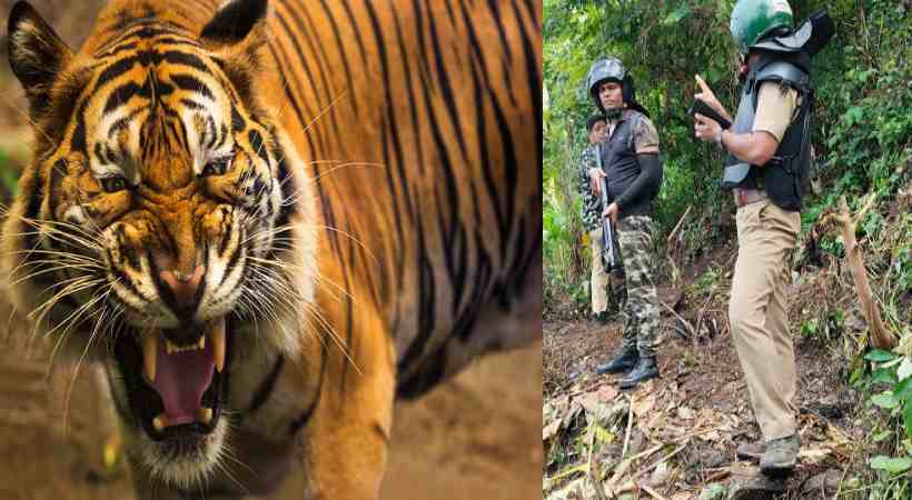 tiger